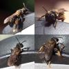 Andrena sp.